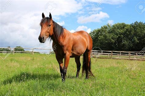 sognare un cavallo